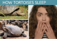maxresdefault 1 How Do Turtles Sleep? maxresdefault 1