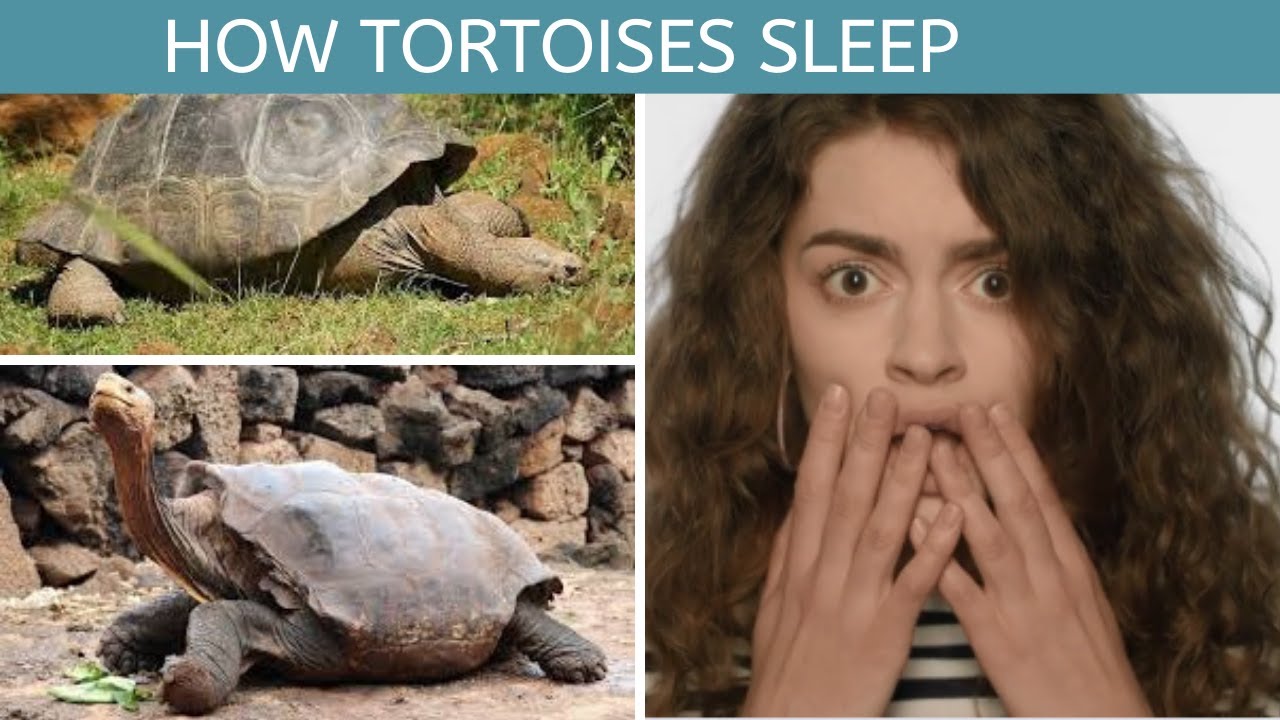 maxresdefault 1 How Do Turtles Sleep? maxresdefault 1