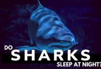 maxresdefault 5 Do Sharks Sleep? maxresdefault 5